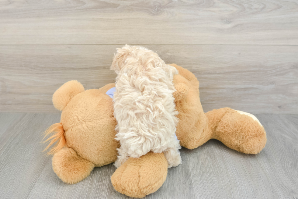 Fluffy Maltipoo Poodle Mix Pup