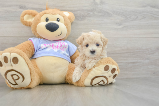 Little Maltepoo Poodle Mix Puppy