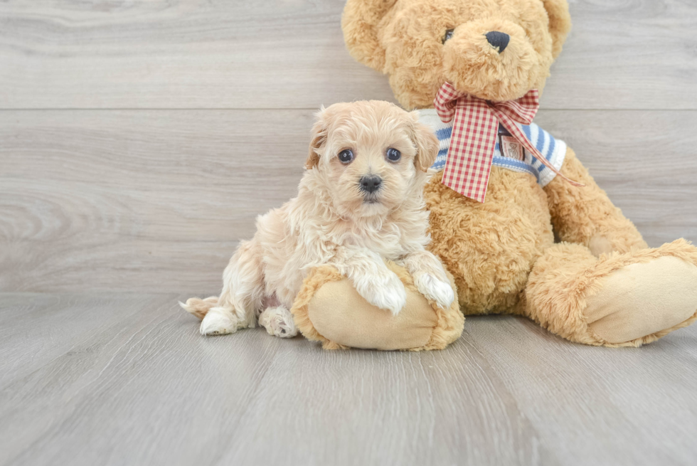 Maltipoo Pup Being Cute