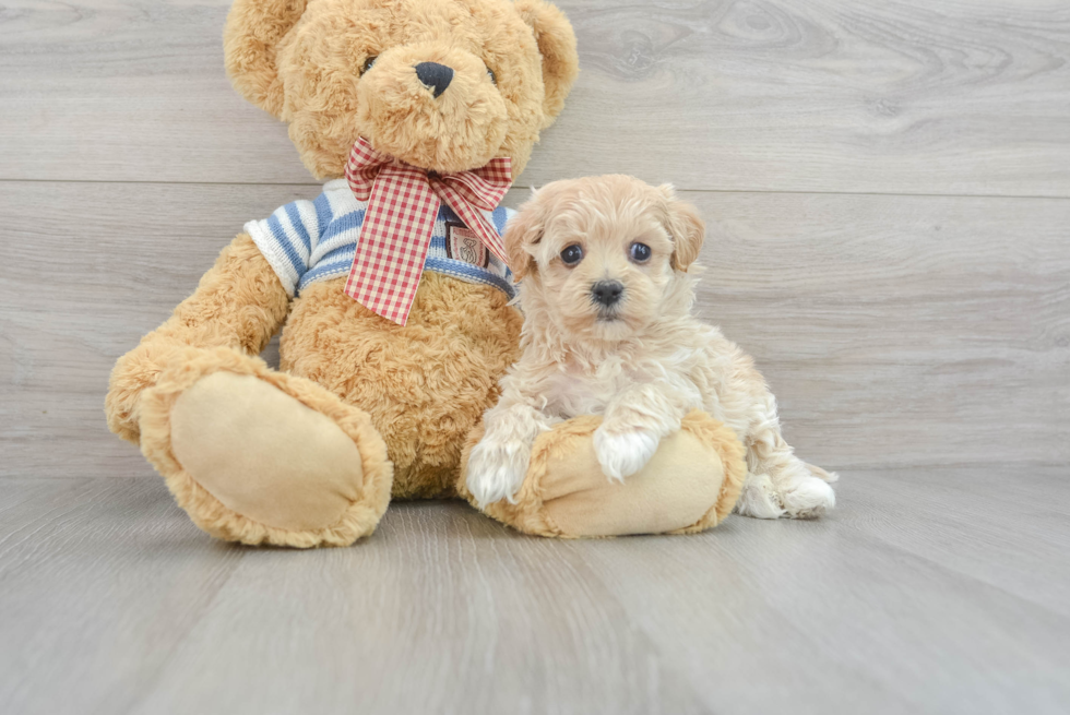 Popular Maltipoo Poodle Mix Pup