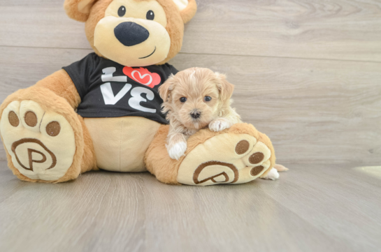 Maltipoo Pup Being Cute
