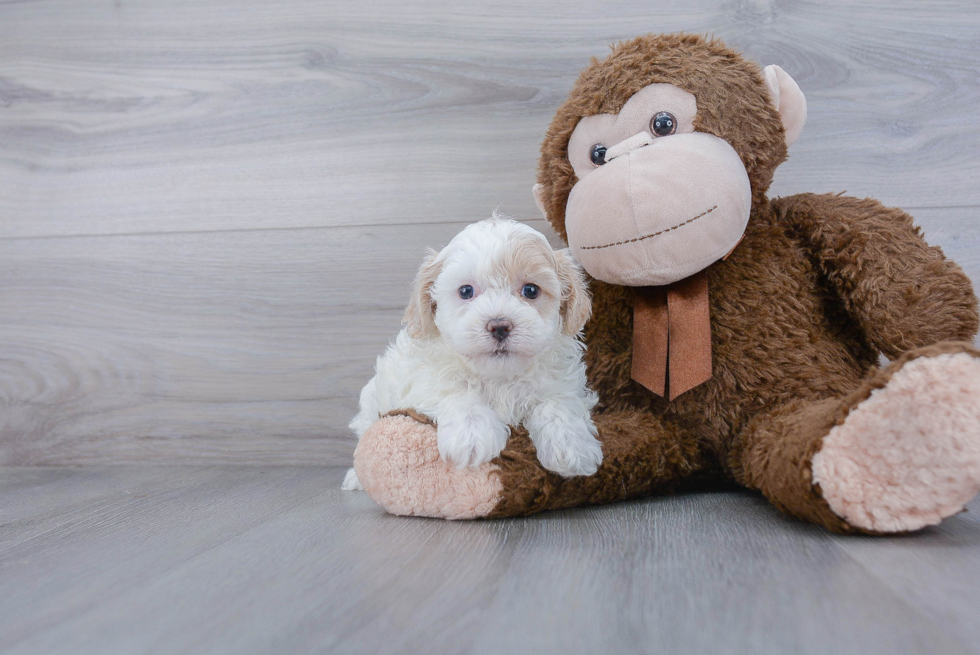 Small Maltipoo Baby