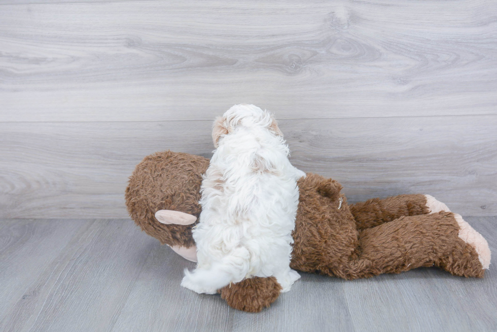 Popular Maltipoo Poodle Mix Pup