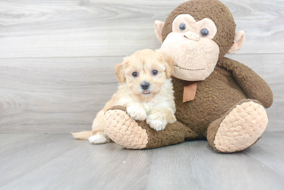 Maltipoo Pup Being Cute