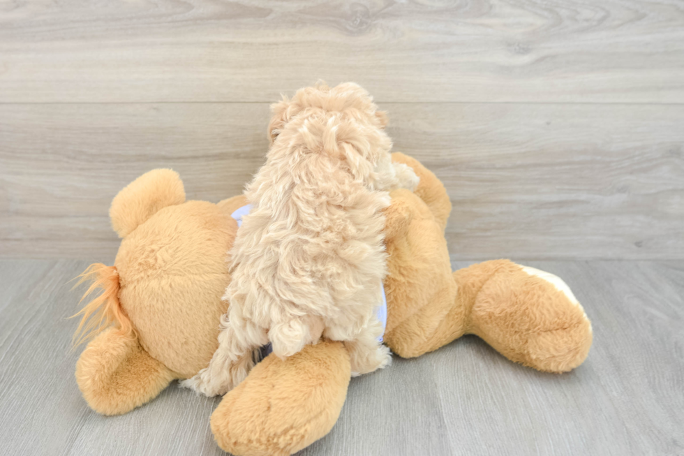 Little Multipoo Poodle Mix Puppy