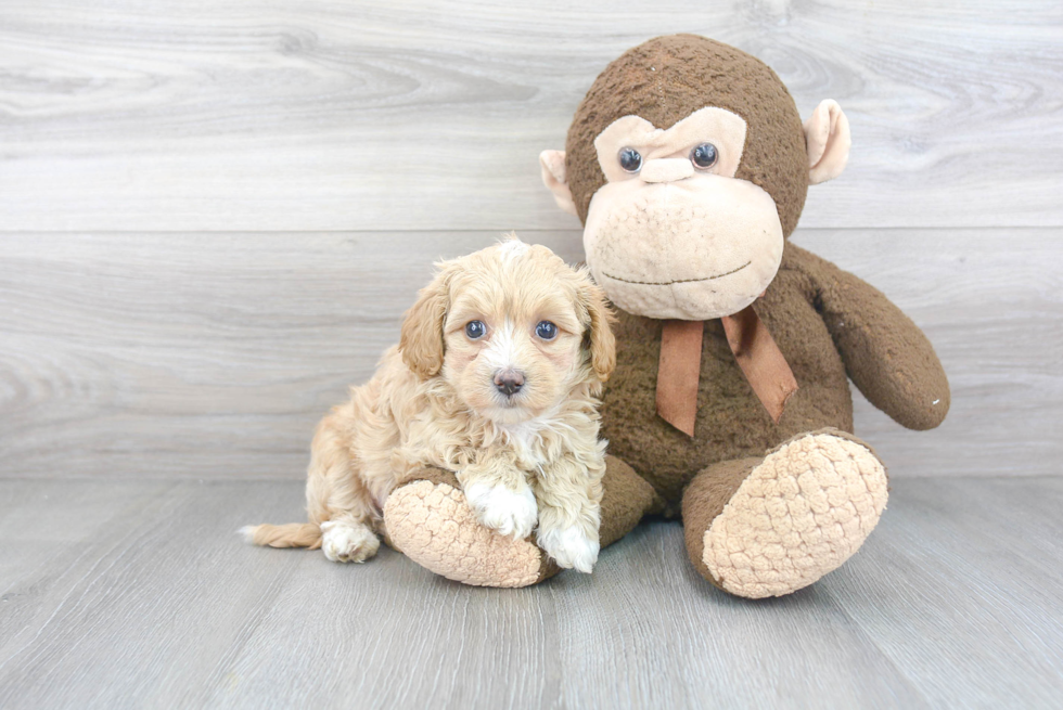 Cute Maltipoo Baby