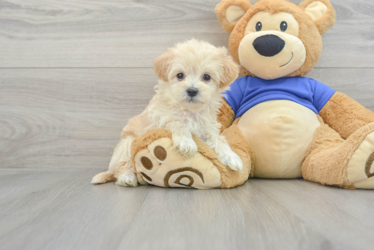 Small Maltipoo Baby