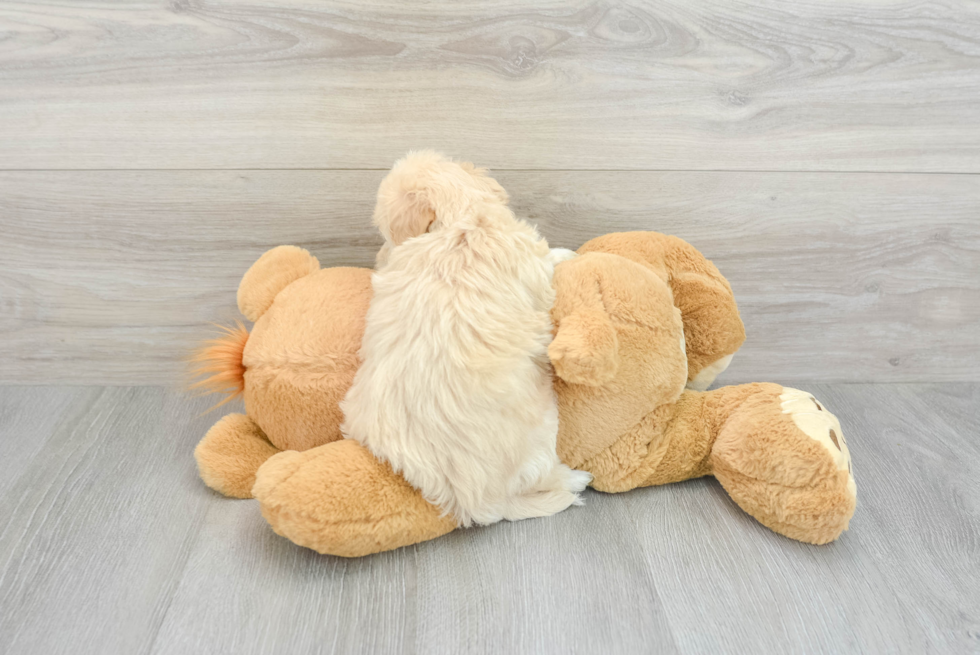 Little Maltese Poodle Poodle Mix Puppy