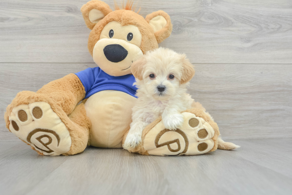 Maltipoo Puppy for Adoption