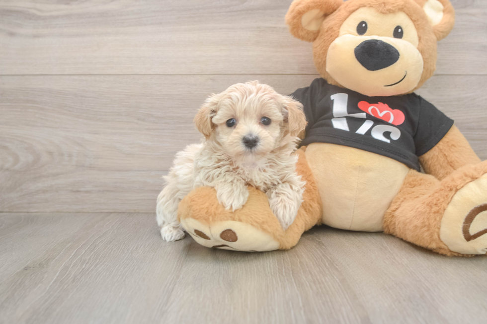 Fluffy Maltipoo Poodle Mix Pup