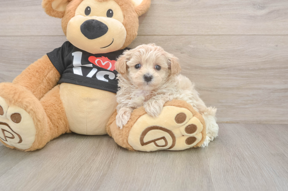 Fluffy Maltipoo Poodle Mix Pup