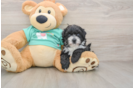 Maltipoo Puppy for Adoption