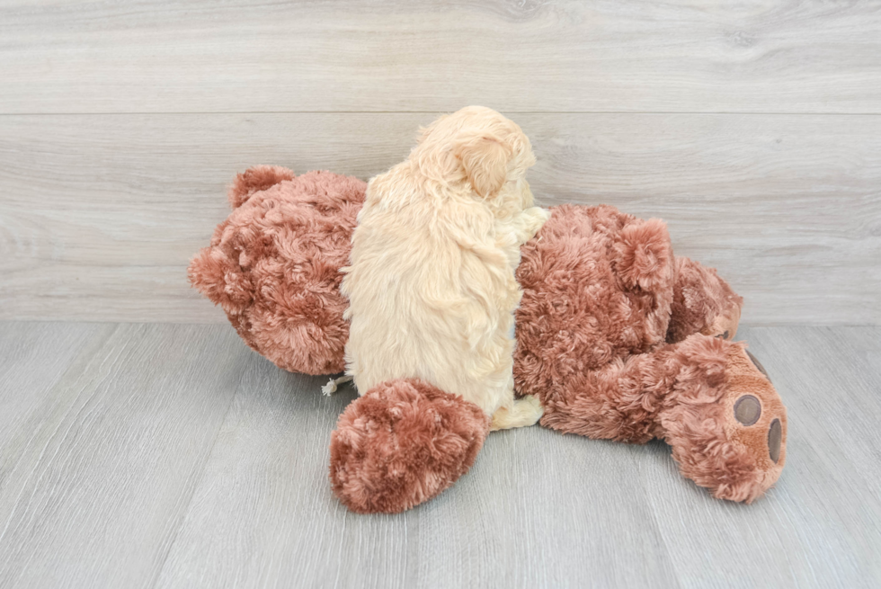 Maltipoo Puppy for Adoption