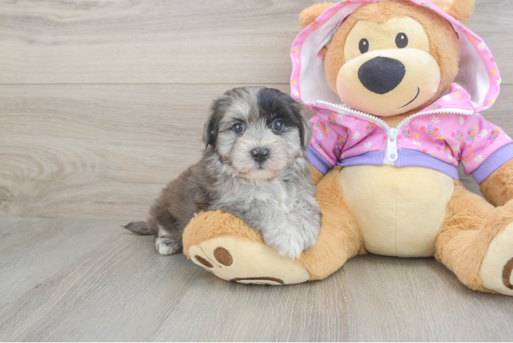 Adorable Maltepoo Poodle Mix Puppy