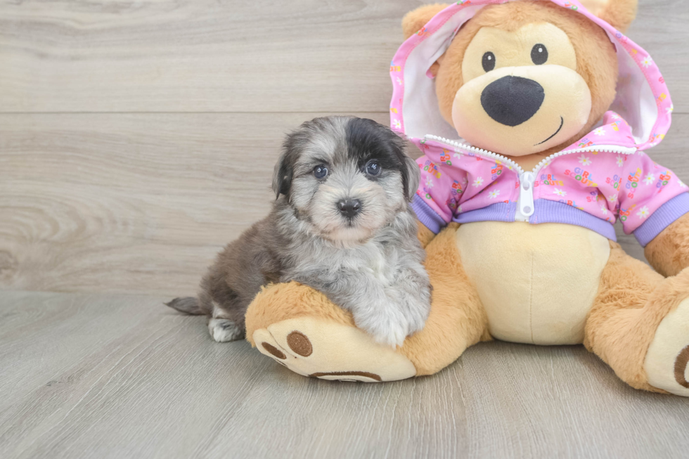 Adorable Maltepoo Poodle Mix Puppy
