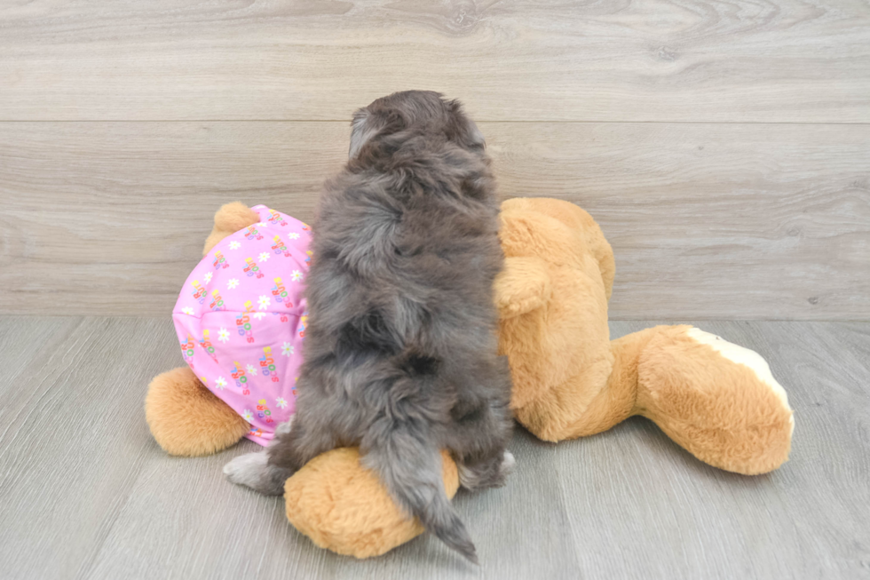 Energetic Moodle Poodle Mix Puppy