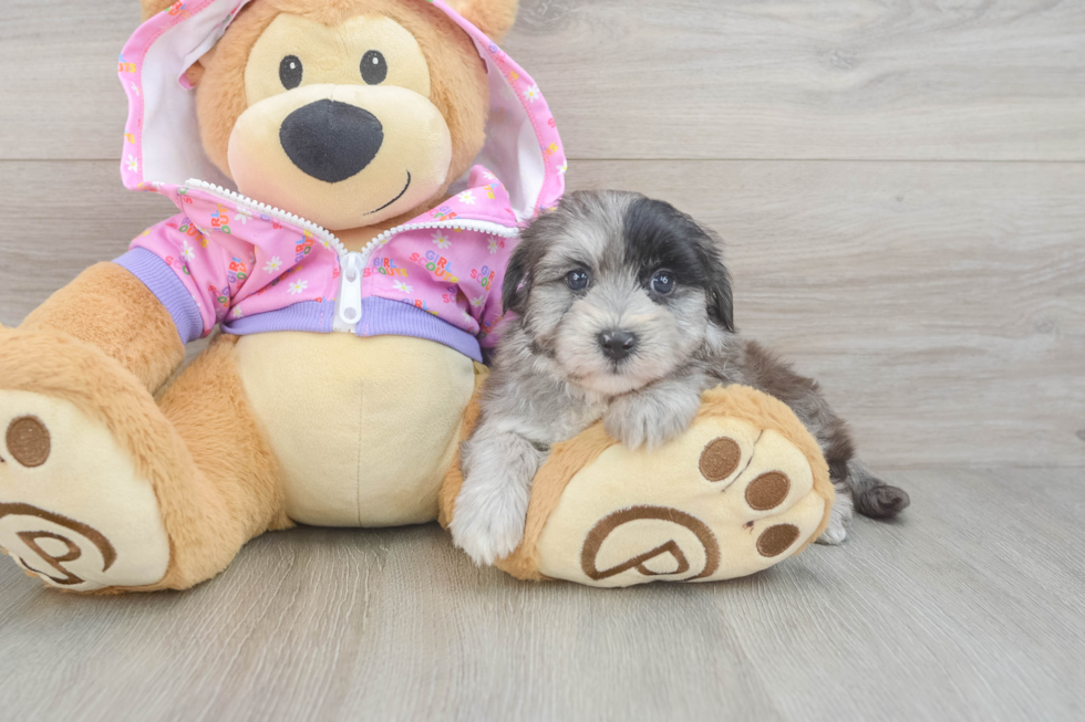 Funny Maltipoo Poodle Mix Pup