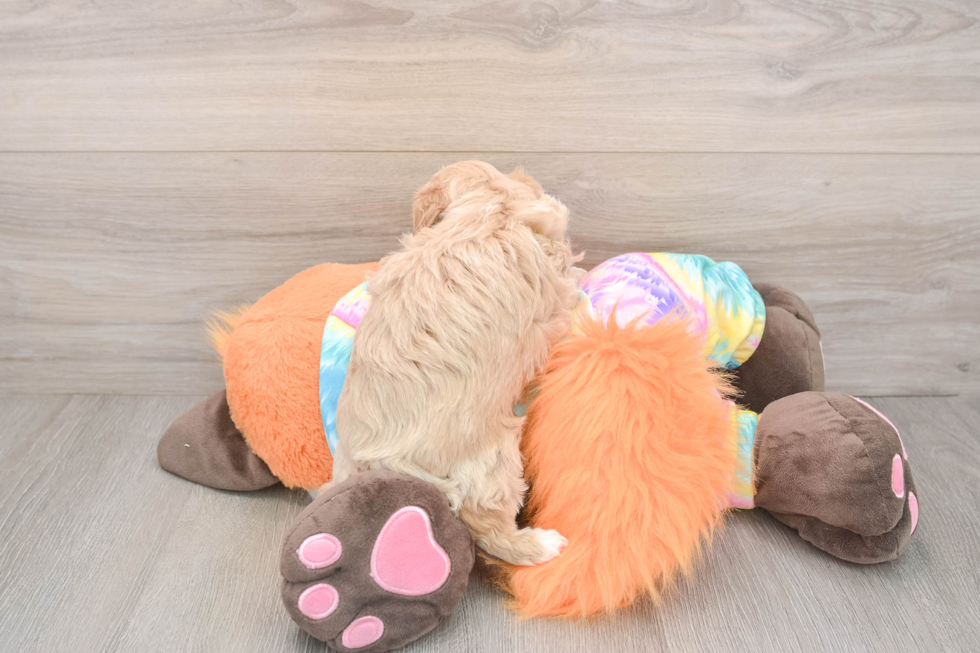 Fluffy Maltipoo Poodle Mix Pup