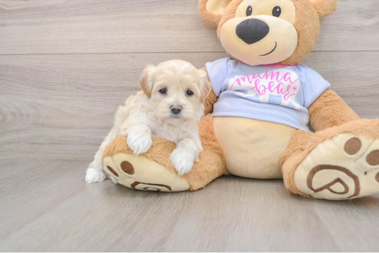 Smart Maltipoo Poodle Mix Pup