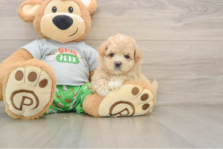 Maltipoo Pup Being Cute