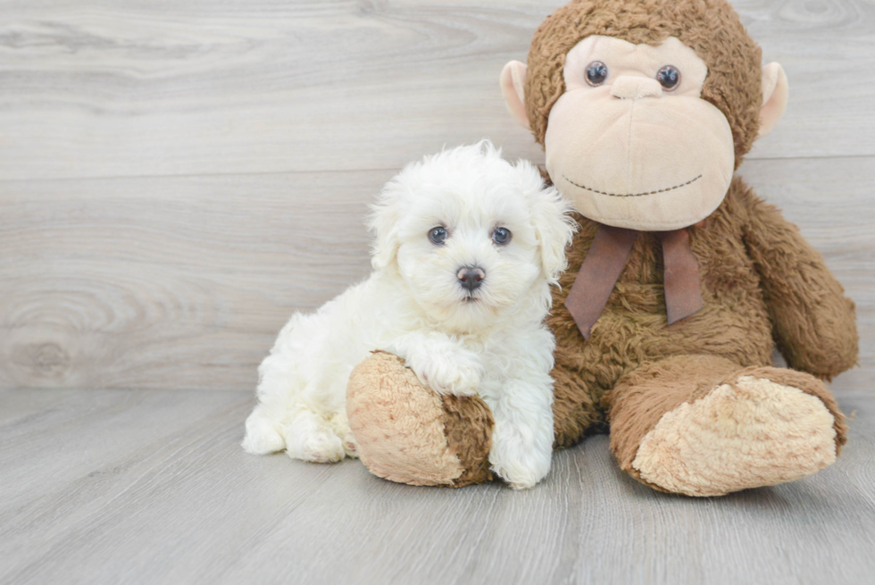Fluffy Maltipoo Poodle Mix Pup