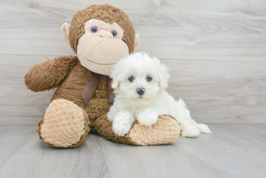 Popular Maltipoo Poodle Mix Pup
