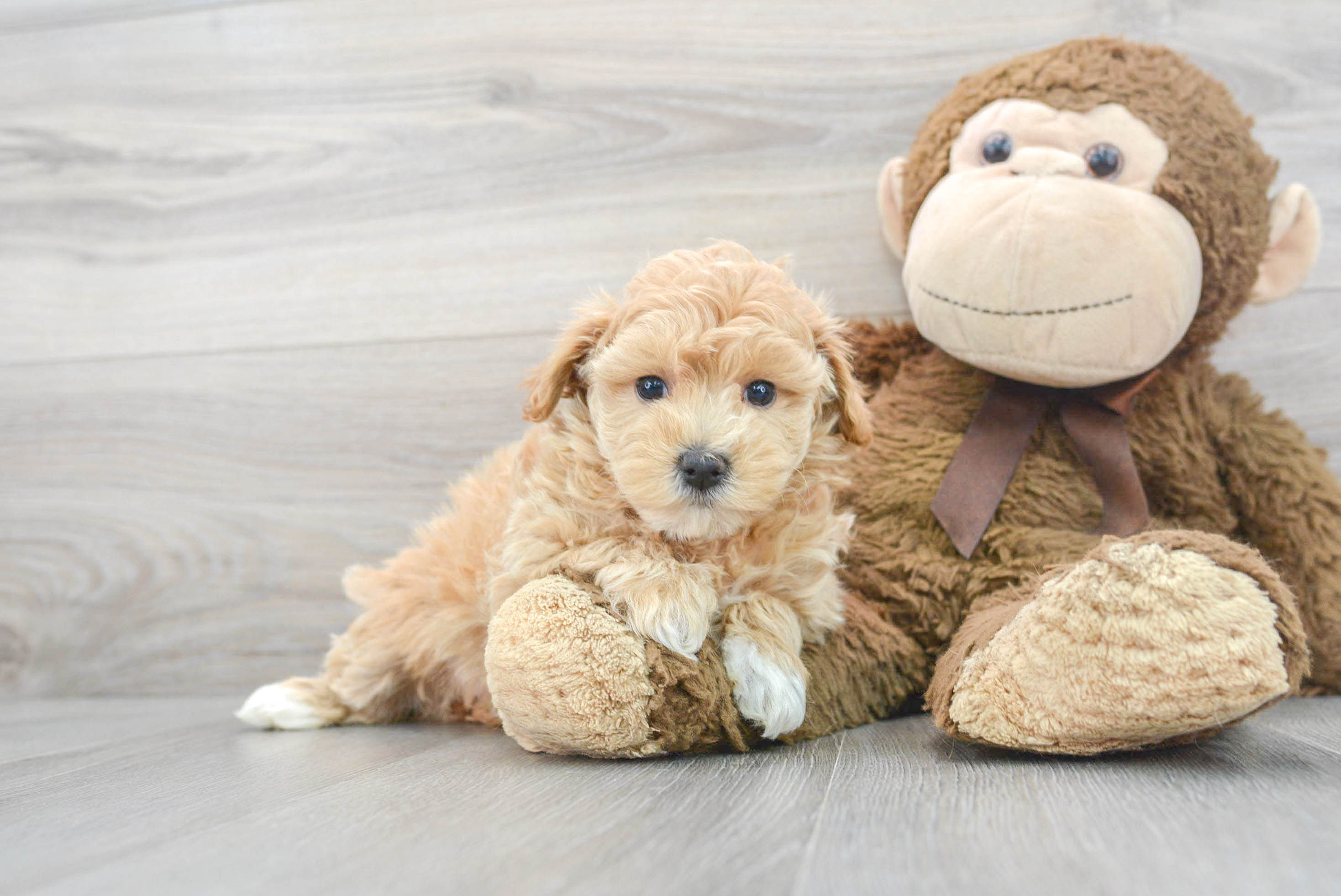 Smart Maltipoo Poodle Mix Pup