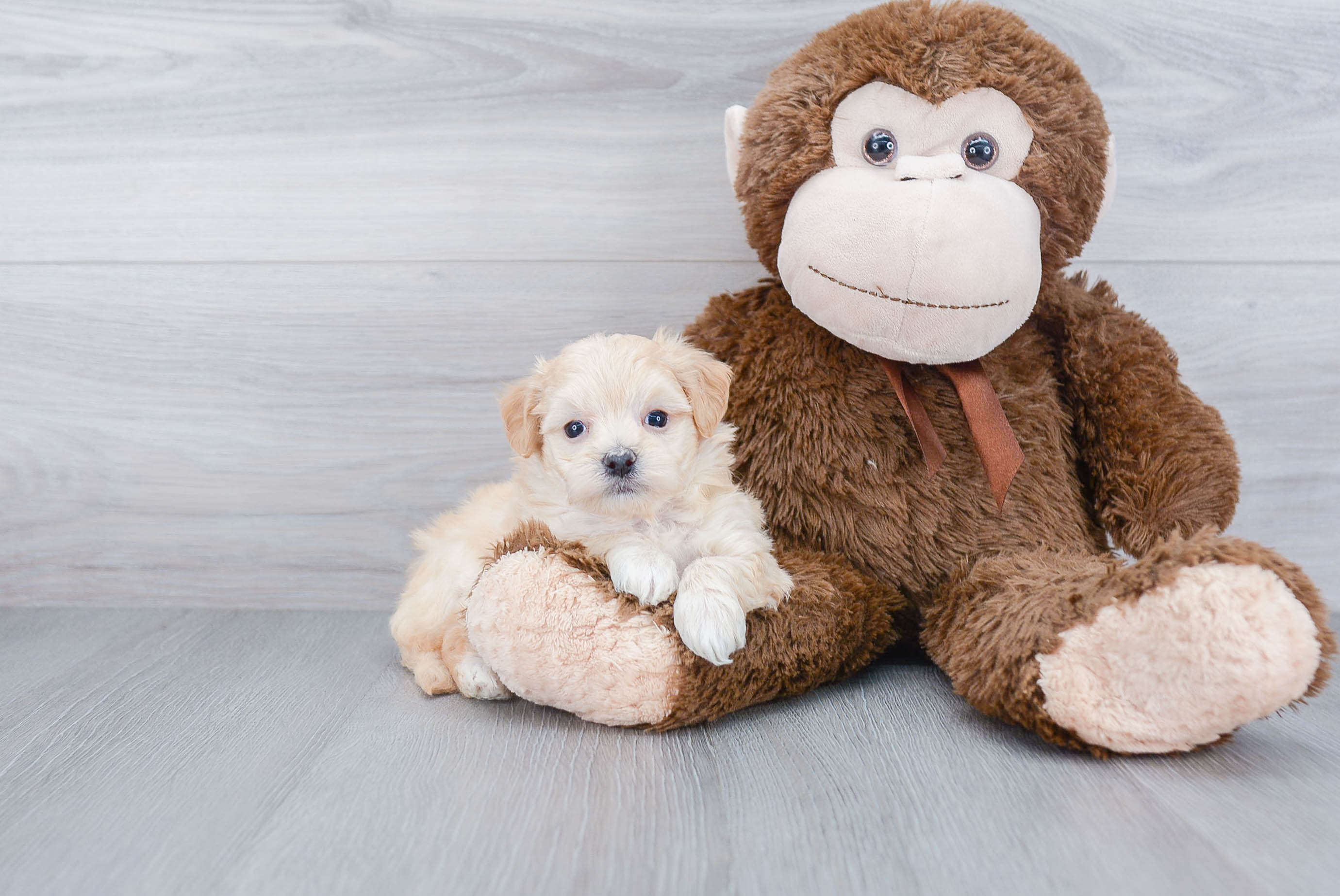 Popular Maltipoo Poodle Mix Pup