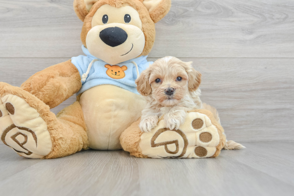 Adorable Maltese Poodle Poodle Mix Puppy