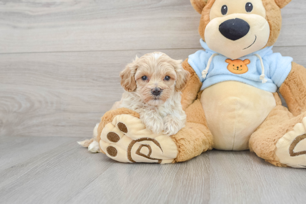 Maltipoo Puppy for Adoption