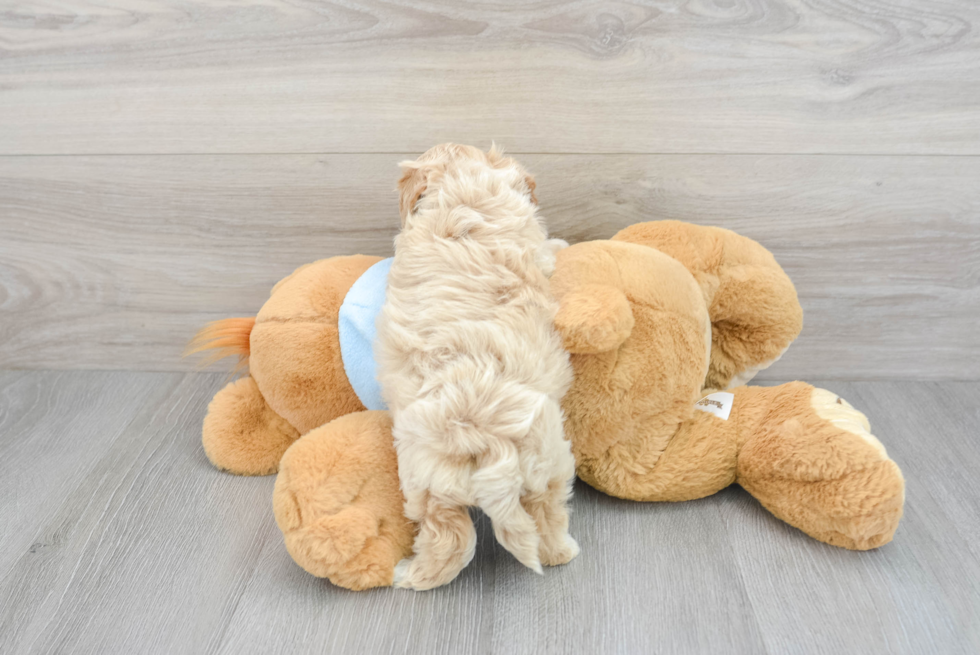 Maltipoo Pup Being Cute