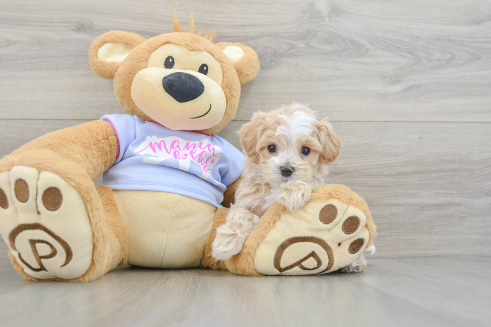 Maltipoo Puppy for Adoption