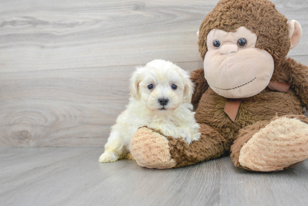 Funny Maltipoo Poodle Mix Pup