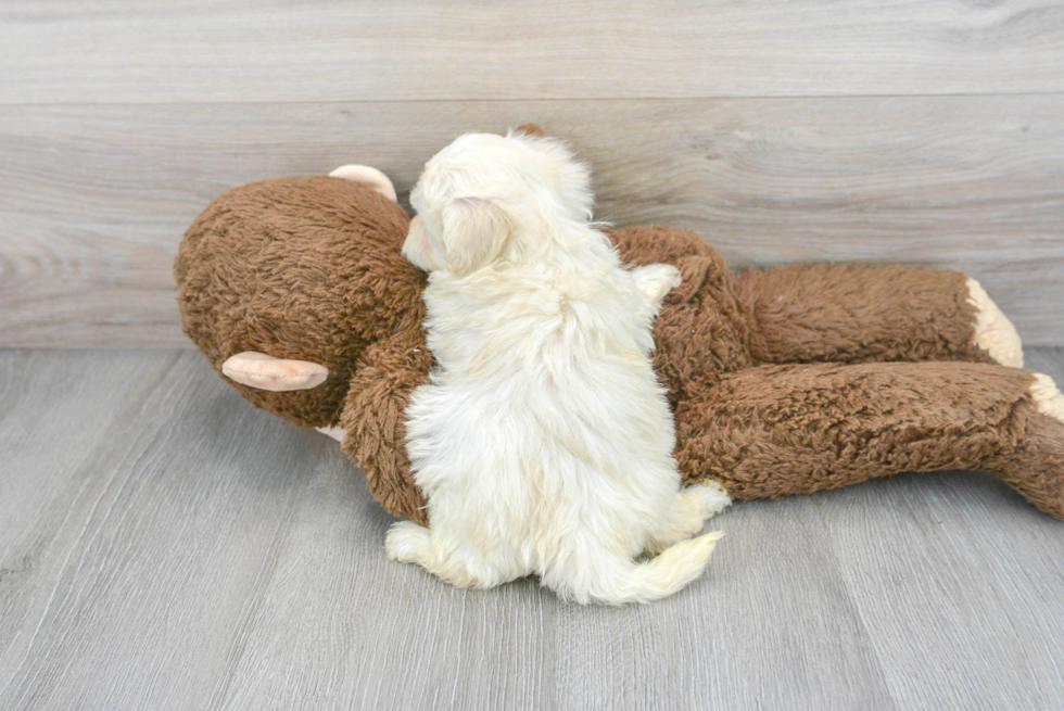 Little Maltepoo Poodle Mix Puppy