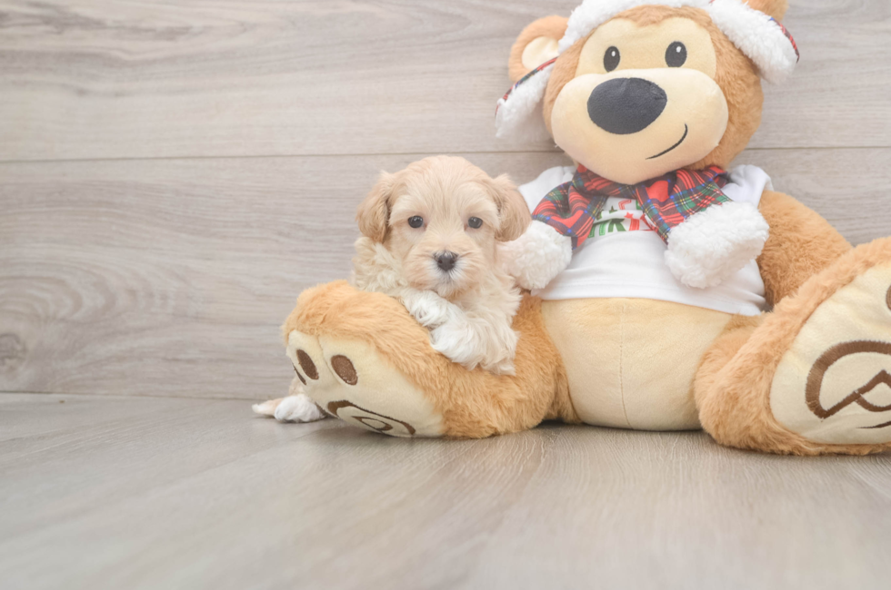 6 week old Maltipoo Puppy For Sale - Premier Pups