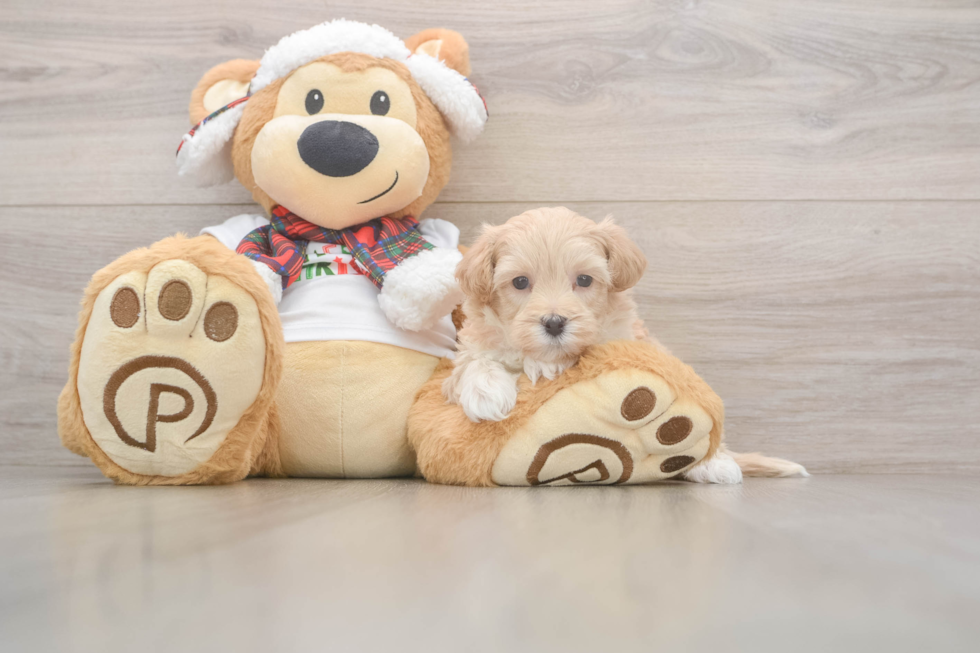 Cute Maltipoo Baby