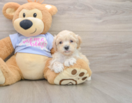 9 week old Maltipoo Puppy For Sale - Premier Pups
