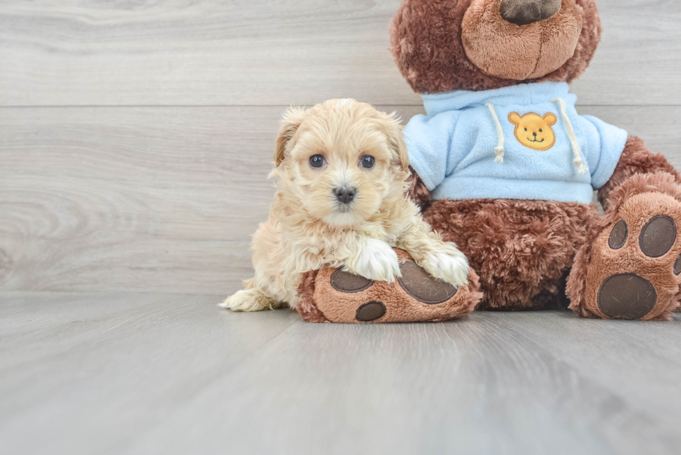 Maltipoo Pup Being Cute