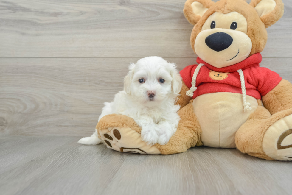 Best Maltipoo Baby