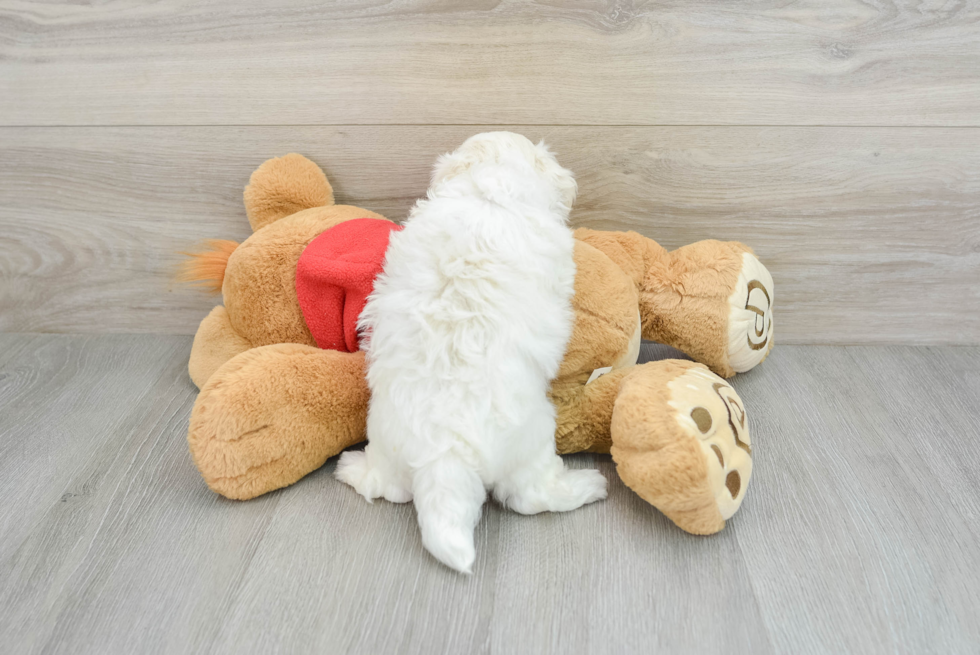 Adorable Maltese Poodle Poodle Mix Puppy