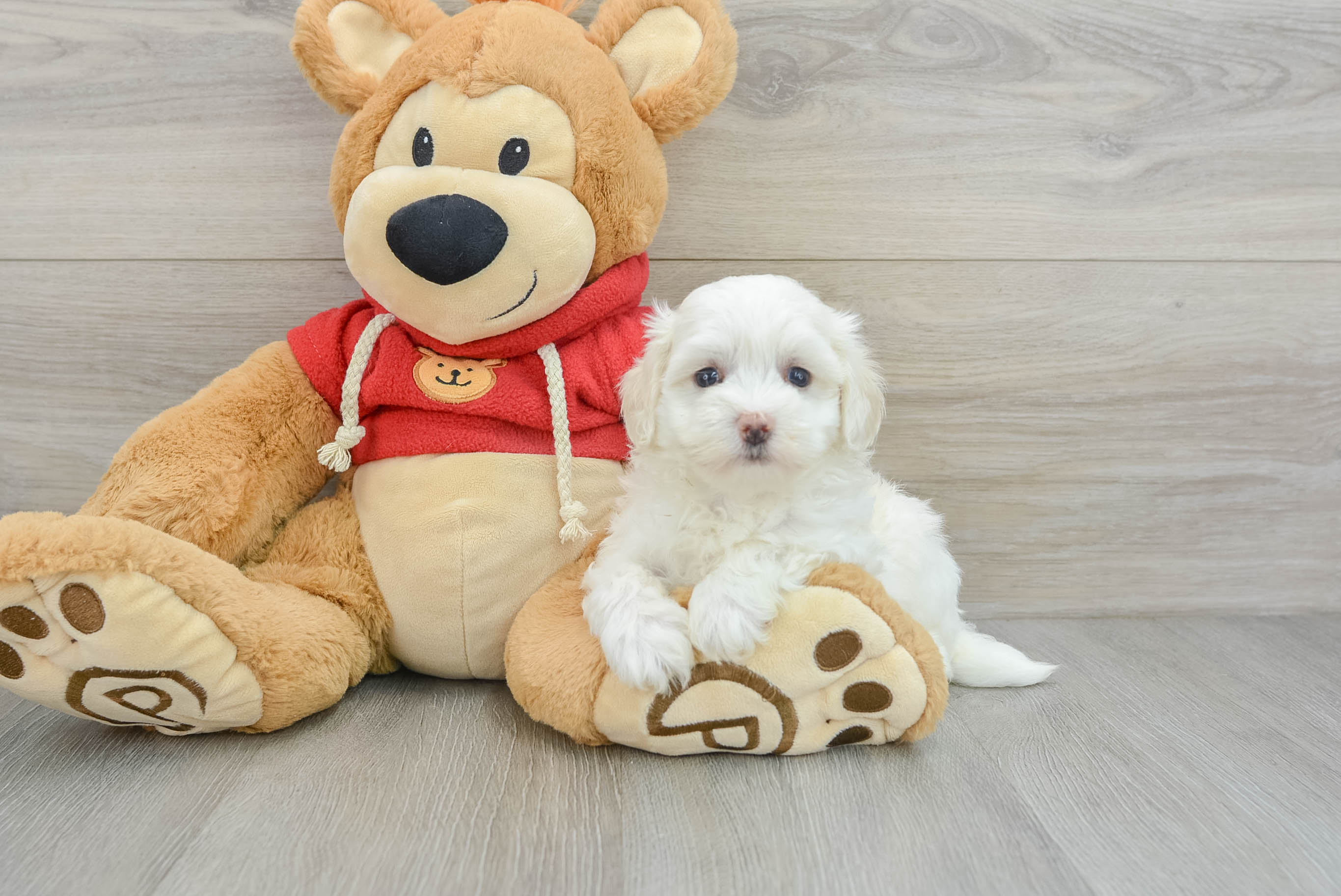 Maltipoo Pup Being Cute