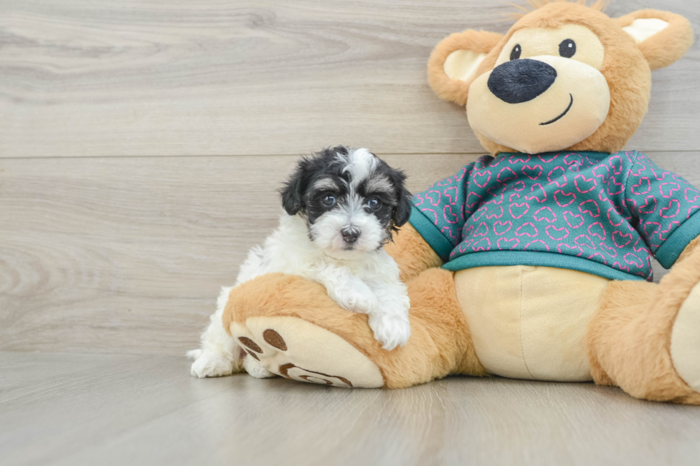 Maltipoo Puppy for Adoption