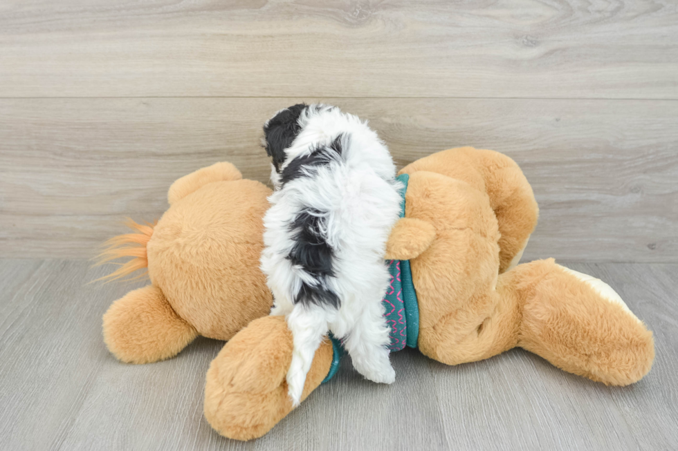 Maltipoo Puppy for Adoption