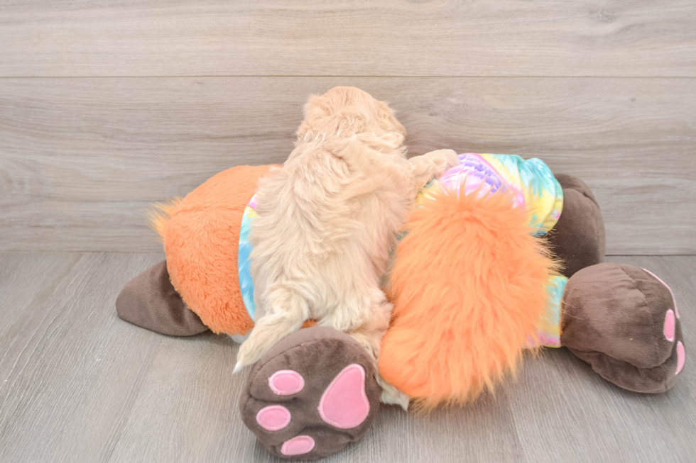 Petite Maltipoo Poodle Mix Pup