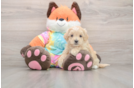 Maltipoo Pup Being Cute