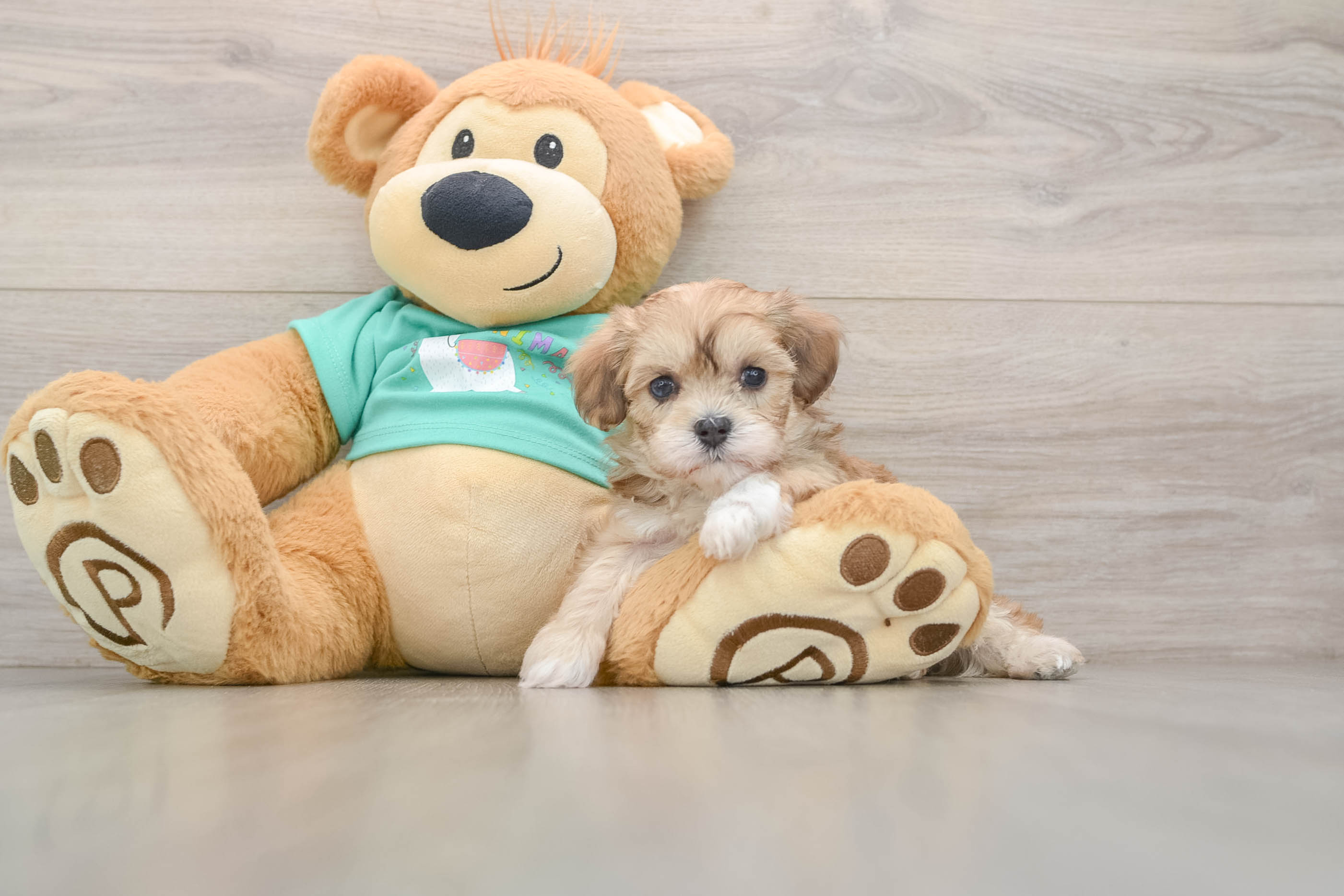 Smart Maltipoo Poodle Mix Pup