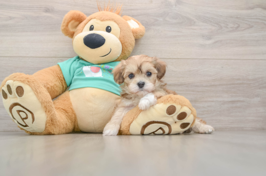 STOLI, a Maltipoo littermate