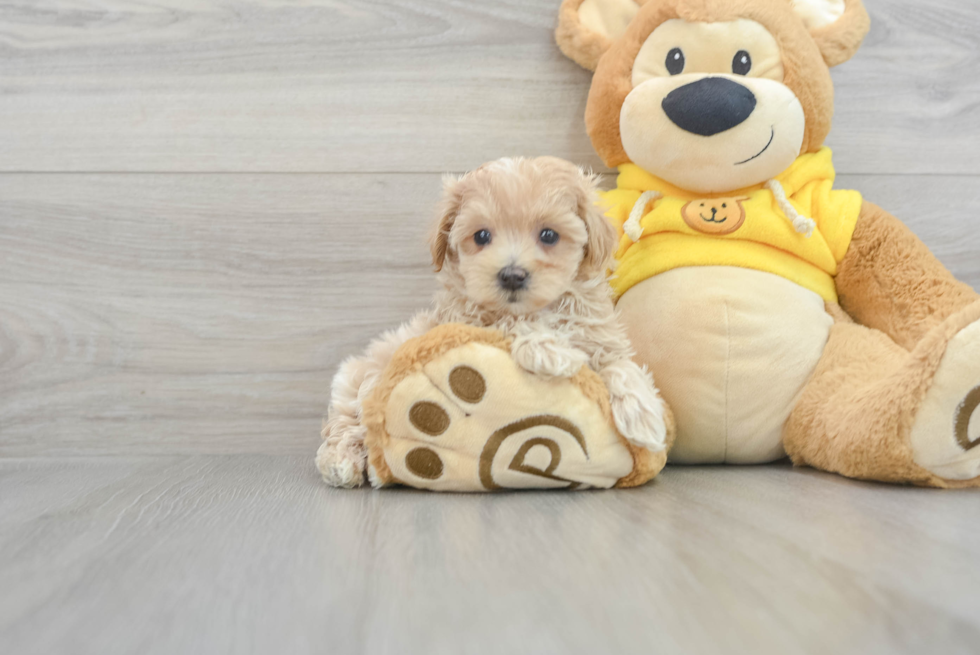 Adorable Maltepoo Poodle Mix Puppy