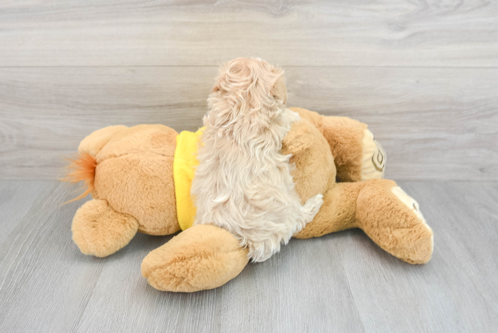 Maltipoo Pup Being Cute