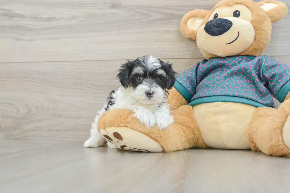 Maltipoo Pup Being Cute